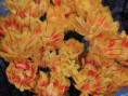 /album/philadelphia-flower-show-2013/philly-flower-garden-show-2013-066-jpg/